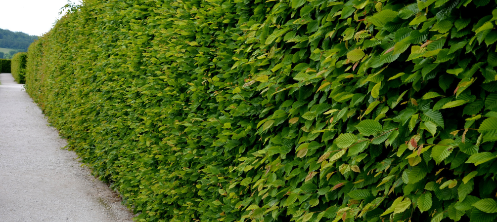 Tuincentrum Tullekensmolen | Haagplanten