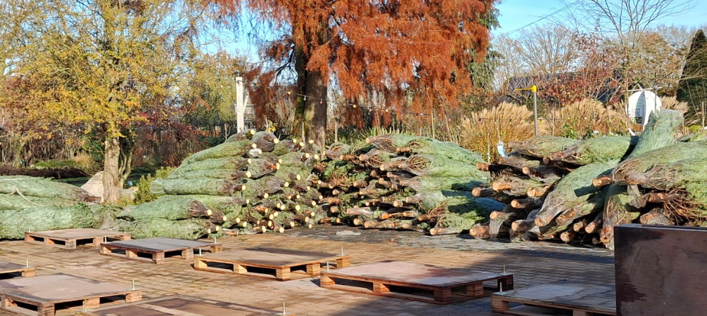 Tuincentrum Tullekensmolen | Kerstbomen Tuincentrum Tullekensmolen | Kerstbomen