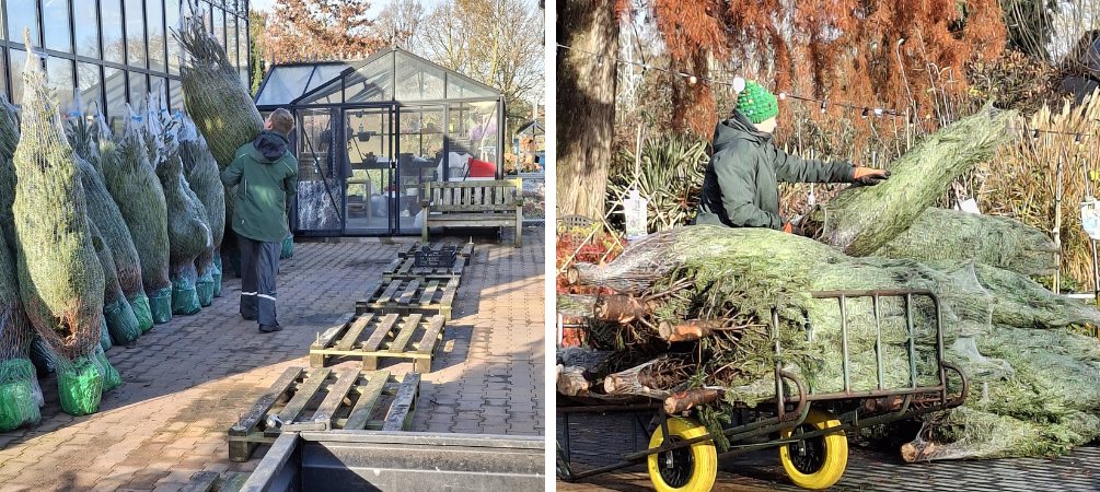 Tuincentrum Tullekensmolen | Kerstbomen Tuincentrum Tullekensmolen | Kerstbomen