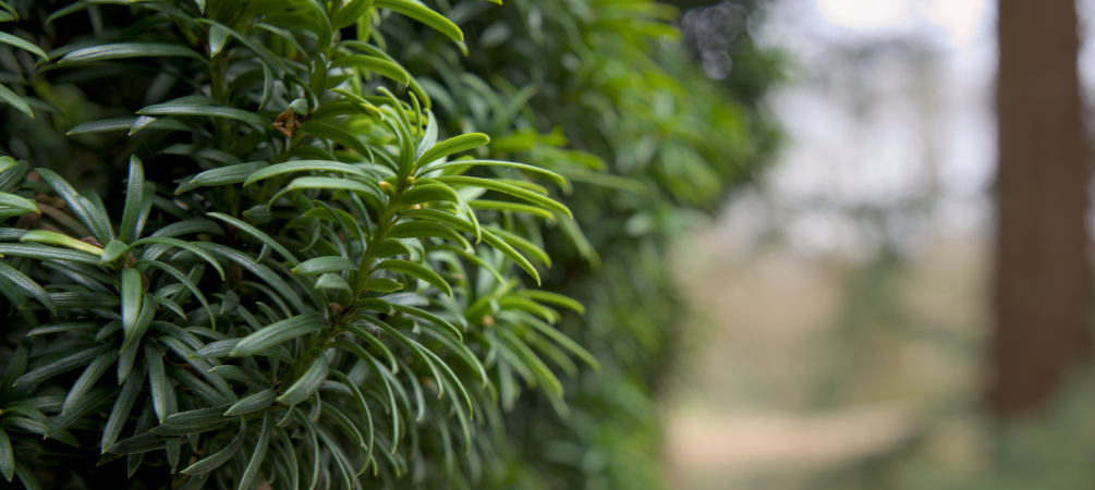Tuincentrum Tullekensmolen | Haagplanten