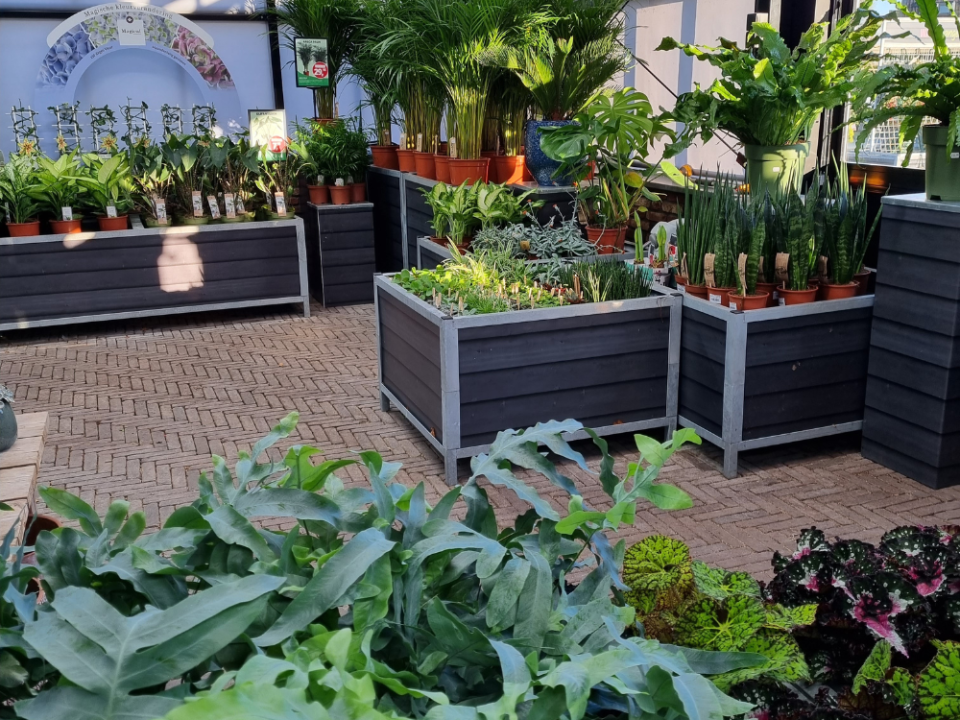 Kamerplanten kopen bij Tuincentrum Tullekensmolen nabij Apeldoorn en Beekbergen