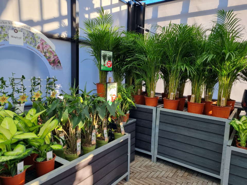 Kamerplanten kopen | Tuincentrum Tullekensmolen