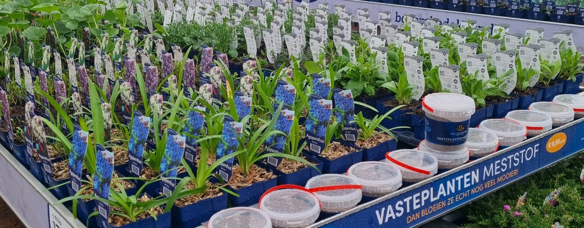Groot aanbod vaste planten
