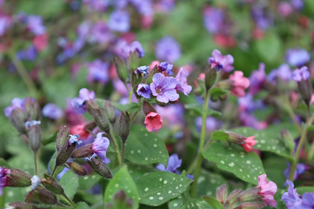 5 planten voor een schaduwrijke tuin