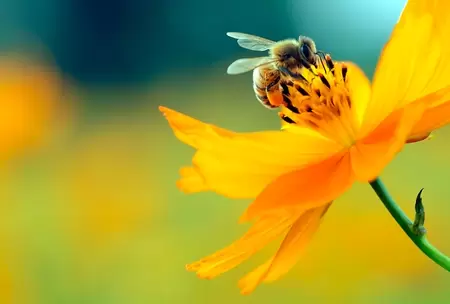 Bijen tellen en planten voor bijen