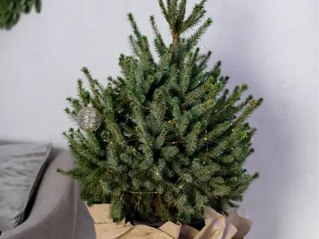 Groene trend: de kleine kerstboom