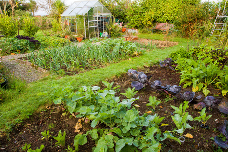 In 7 stappen een moestuin