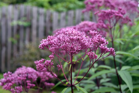 Ontdek de pracht en voordelen van inheemse planten voor jouw tuin!