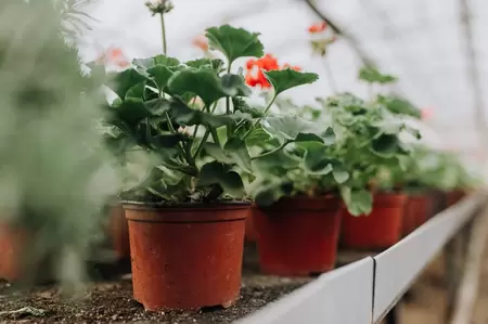 Opruimingsuitverkoop bij Tuincentrum Tullekensmolen