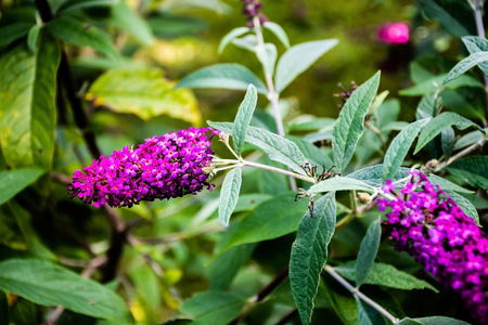 Planten voor een kleurrijke nazomer