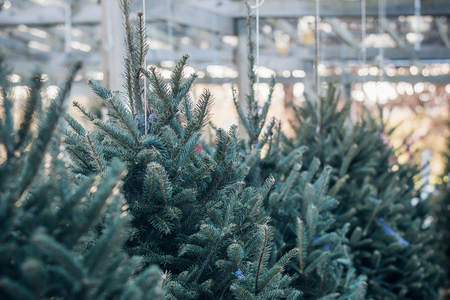 Tips om je kerstboom te recyclen