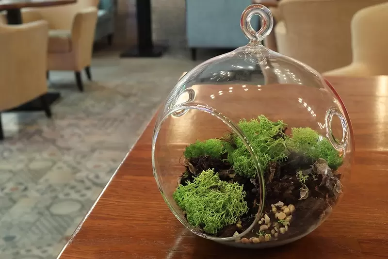 gen Golven Chronisch Trend: terraria, groen in glas - Tuincentrum Tullekensmolen Beekbergen