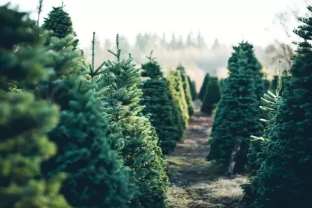 Vanaf 19 november verkrijgbaar: echte kerstbomen