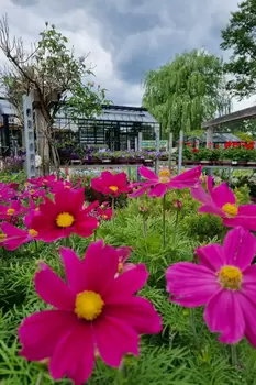 Zomerbloeiers: de tuin in volle bloei!