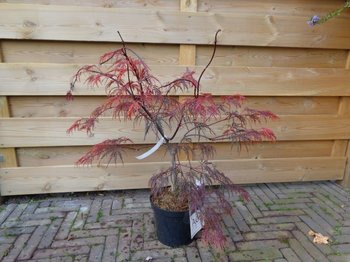 Acer palmatum