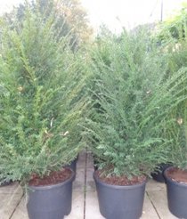 Taxus baccata 80-100 cm.