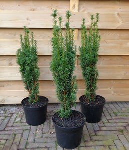 Taxus baccata Fastigiata