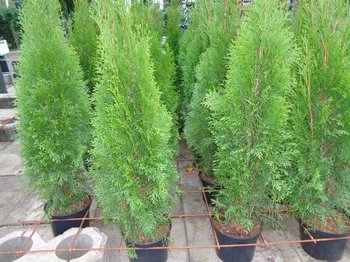 Thuja occidentalis Smaragd