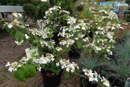 Viburnum Sneeuwbal