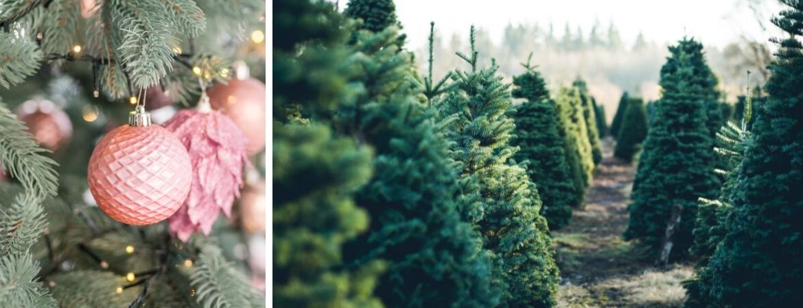 Kerstboom kopen bij TC Tullekensmolen