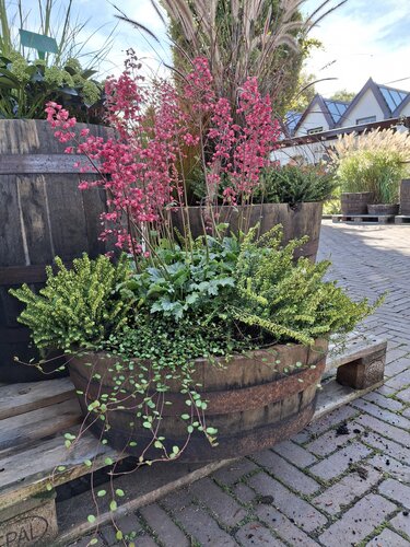 1/4 Whiskeyvat met beplanting - afbeelding 2