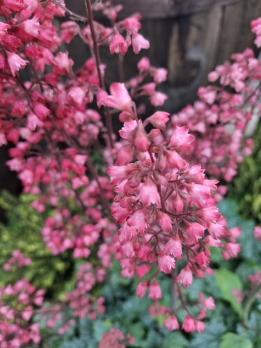 1/4 Whiskeyvat met beplanting - afbeelding 3