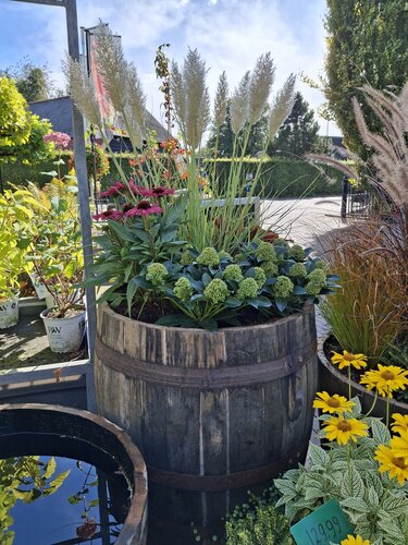 3/4 Whiskey vat met beplanting - afbeelding 2