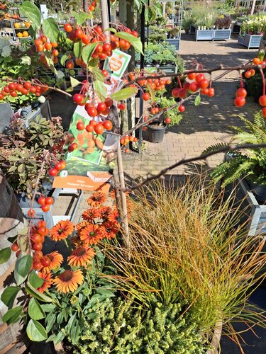 3/4 Whiskey vat met Fruitige beplanting - afbeelding 2