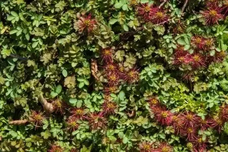 Acaena microphylla 'Kupferteppich'