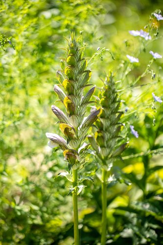 Acanthus Mollis - afbeelding 2