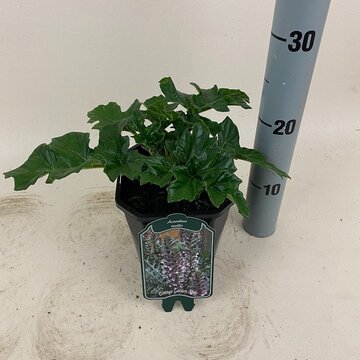 Acanthus Mollis - afbeelding 1