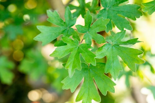 Acer Campestre 80-100 Kluitgoed