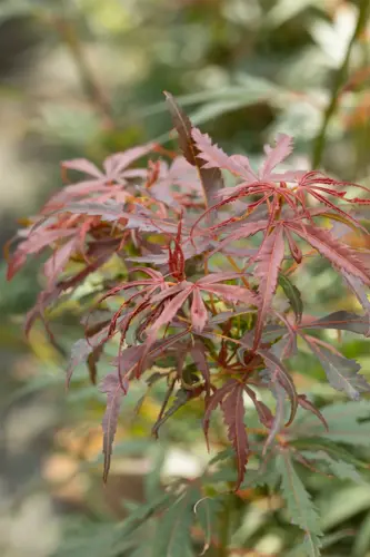 Acer palmatum 'Jerre Schwartz' - afbeelding 3