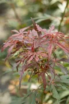 Acer palmatum 'Jerre Schwartz' - afbeelding 3