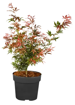 Acer palmatum 'Jerre Schwartz' - afbeelding 4