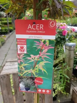 Acer palmatum 'Jerre Schwartz' - afbeelding 2
