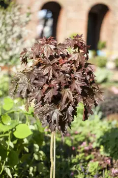 Acer platanoides 'Crimson Sentry' op stam - afbeelding 1