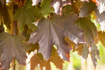 Acer platanoides 'Crimson Sentry' op stam - afbeelding 2