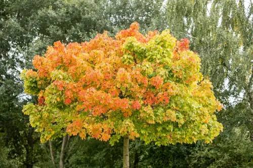 Acer platanoides 'Globosum' Bolesdoorn - afbeelding 2