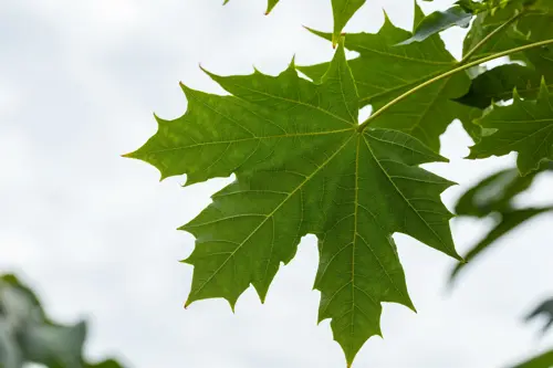 Acer platanoides 'Globosum' Bolesdoorn - afbeelding 1