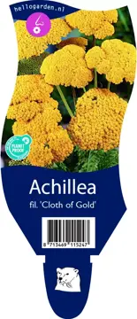 Achillea fil. 'Cloth of Gold' - afbeelding 1