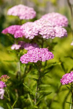 Achillea m. 'Apfelblüte'
