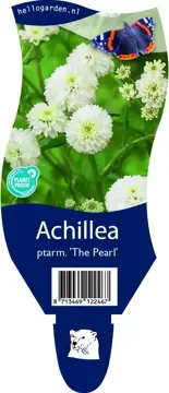 Achillea ptarm. 'The Pearl'