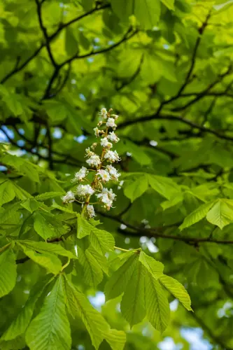 Aesculus hippocastanum - afbeelding 1