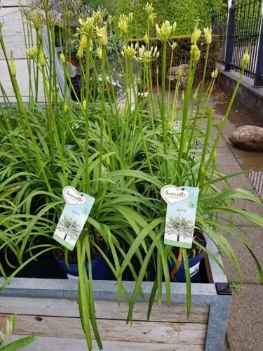 Agapanthus 'Amourette White'