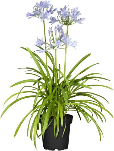Agapanthus Amourrette Bleu