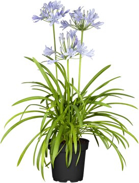 Agapanthus Amourrette Bleu