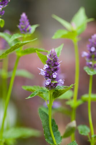 Agastache 'Black Adder' - afbeelding 3