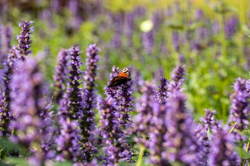 Agastache 'Black Adder' - afbeelding 2