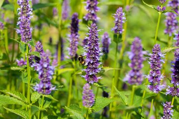 Agastache 'Black Adder' - afbeelding 1